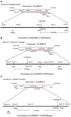 The rs2619566, rs10260404, and rs79609816 Polymorphisms Are Associated With Sporadic Amyotrophic Lateral Sclerosis in Individuals of Han Ancestry From Mainland China